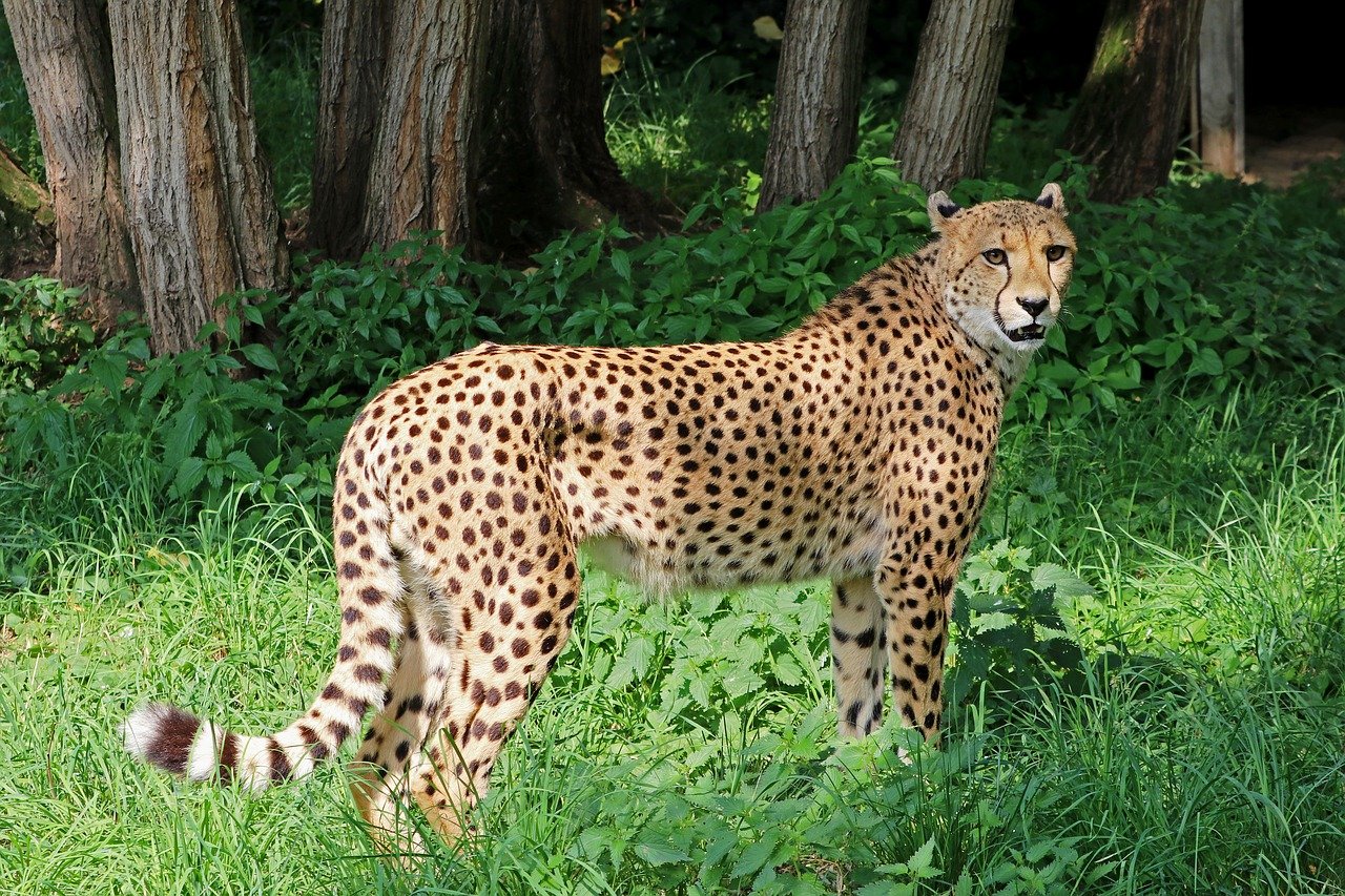 Cheetah in the wild.