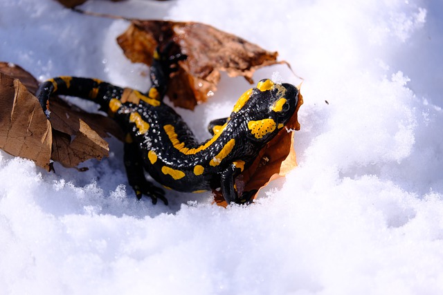 A Salamander